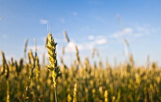 Golden wheat waves against a blue sky