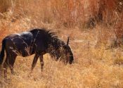 A Wildebeest Out for a Walk