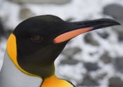 King Penguin