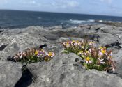 Sea Aster on the RIng of Kerry